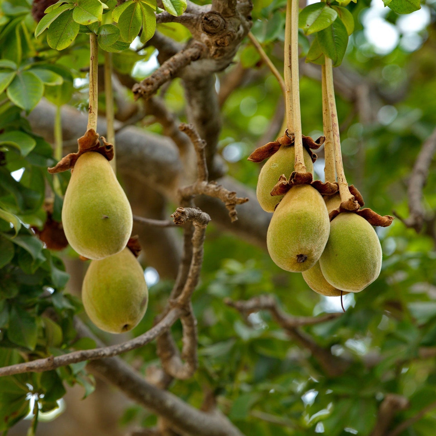 Adansonia Digitata (Baobab) Fruit Seeds for Planting – Heirloom, Non-GMO, Drought-Tolerant, Tree