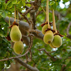 Adansonia Digitata (Baobab) Fruit Seeds for Planting – Heirloom, Non-GMO, Drought-Tolerant, Tree