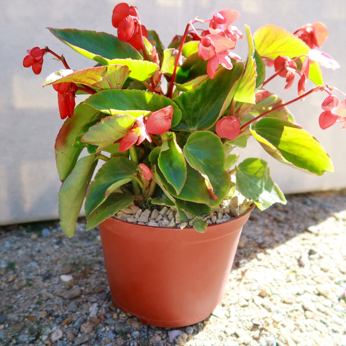 Red Begonia ‘Dragon Wing’ plant with green leaves and bright red flower clusters on a gravel surface in sunlight.