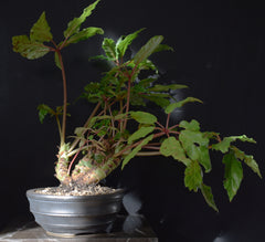 Begonia Carolineifolia