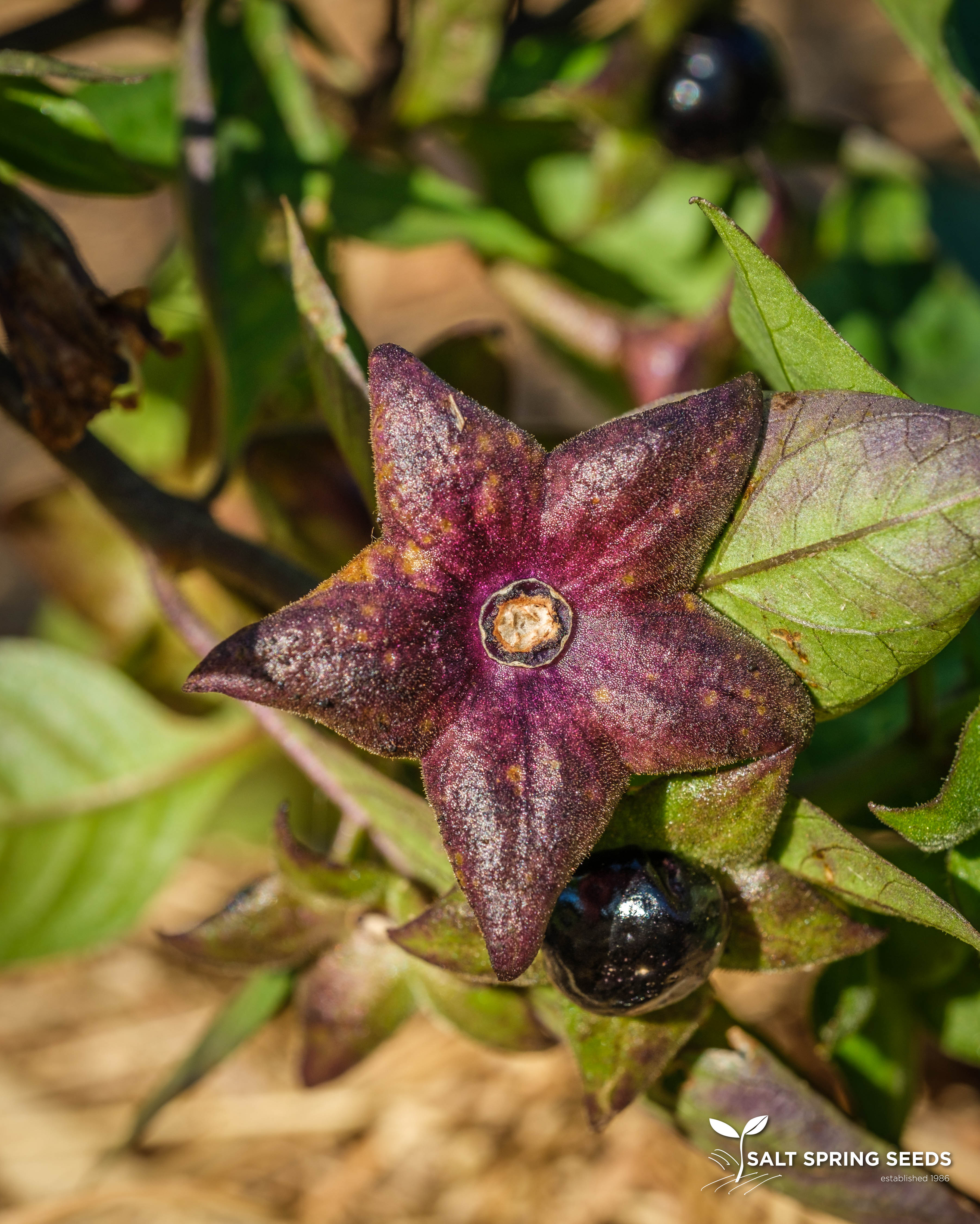 Belladonna Seeds