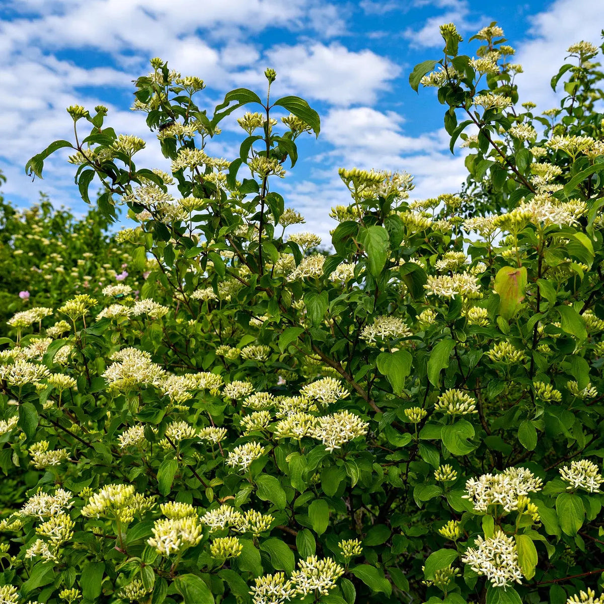 Black haw Viburnum bush with lush green leaves and white flower clusters on blue sky
