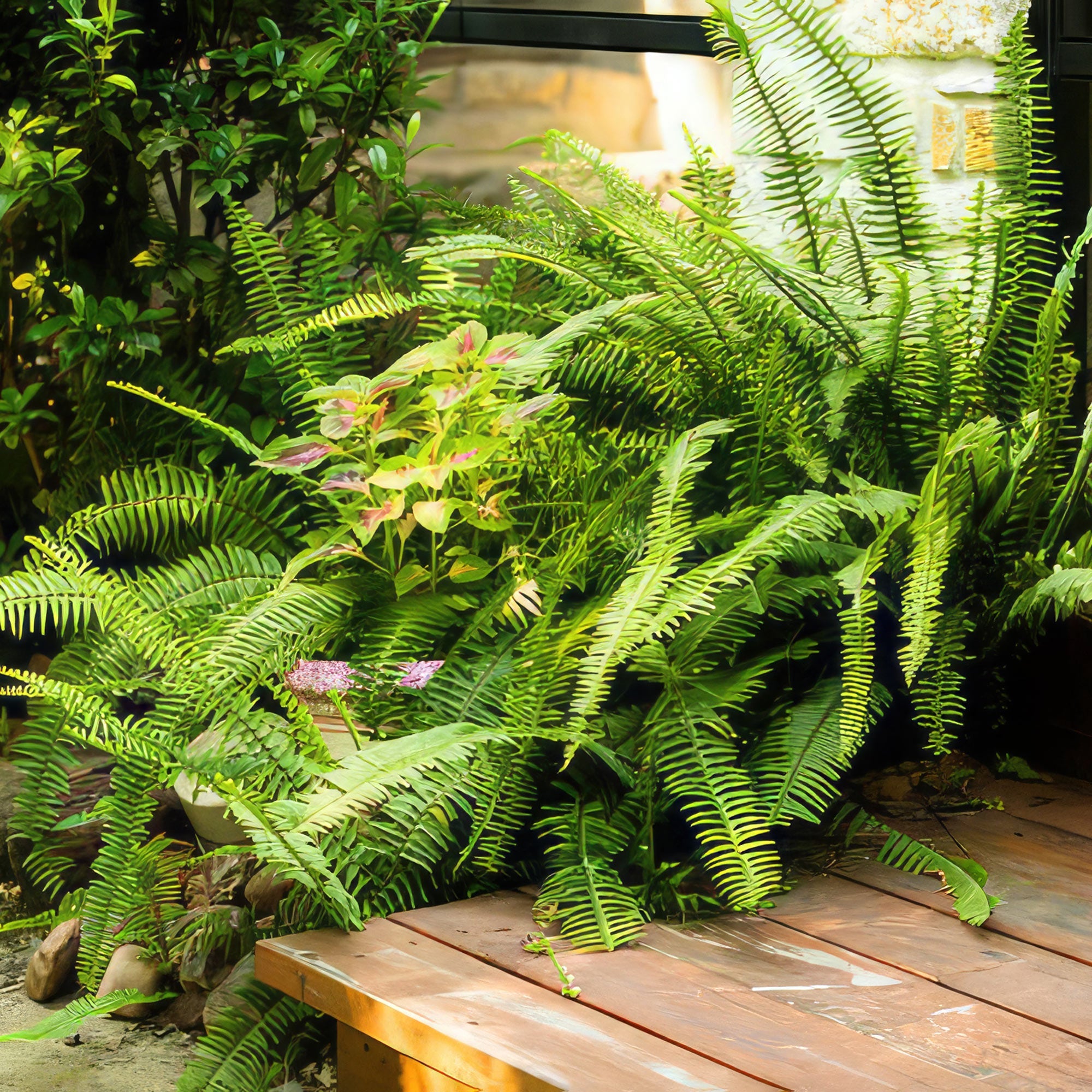 Boston Fern (Nephrolepis exaltata) by a wooden deck, in dappled sunlight among leafy plants near a partially visible stone wall.
