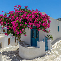 Mature Bougainvillea Miami Pink Bush Form Flowering Tree with cascading pink flowers and lush tropical canopy, showing full grown landscape appearance ideal for Mediterranean style gardens.