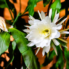 Buy Brahma Kamal (Epiphyllum Oxypetalum) "White" – Plant Online at Lalitenterprise