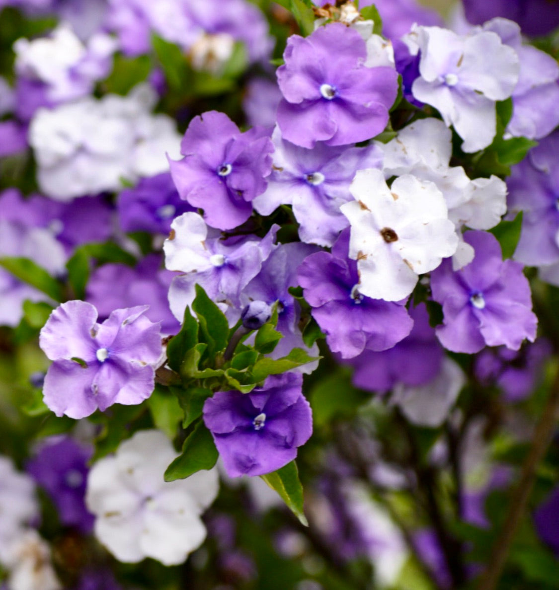 Brunfelsia pauciflora leuchtend violette und weiße Blüten mit grünem Laub, Nahaufnahme