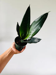 Sansevieria Black Dragon - 4" Pot