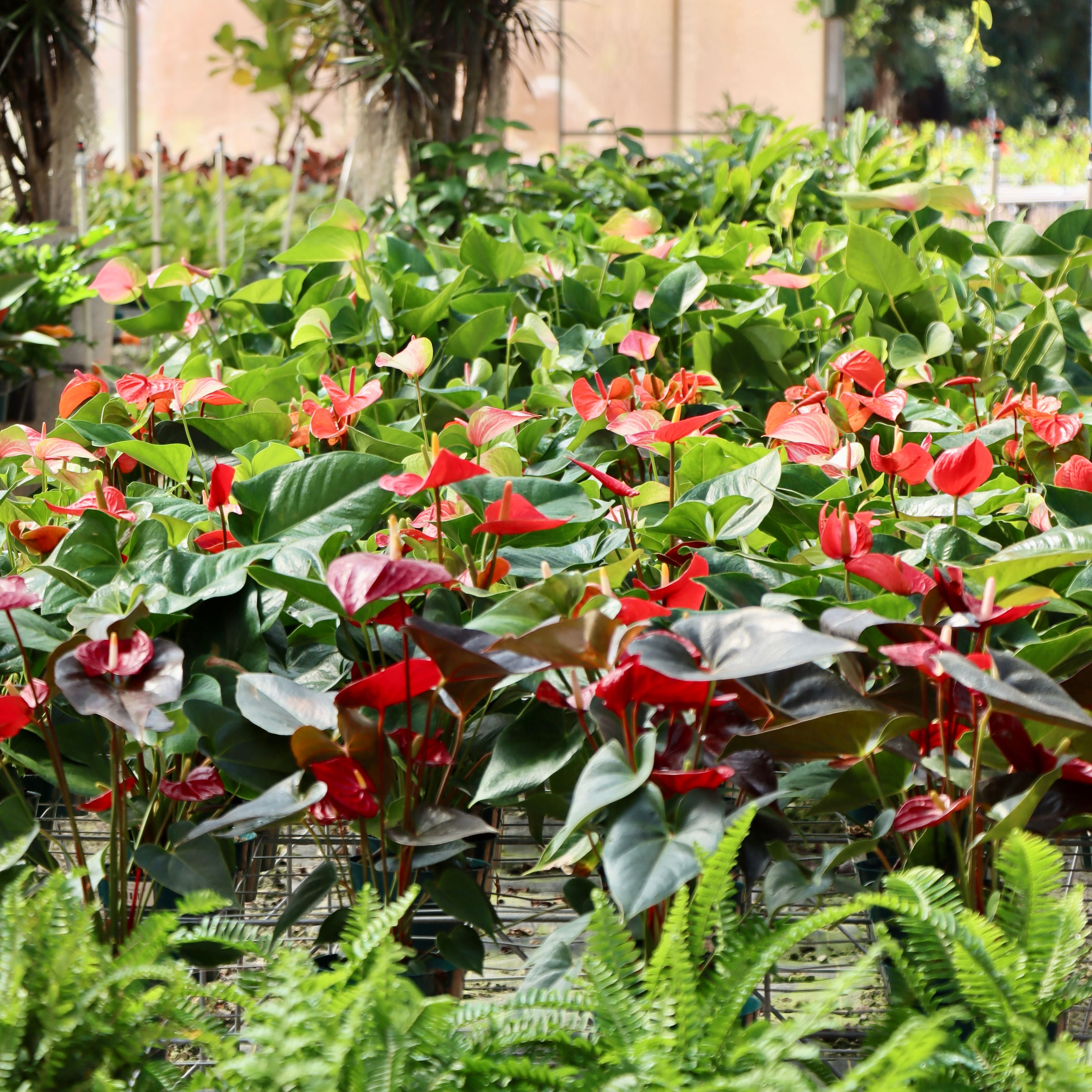 Anthurium 'Dakota'
