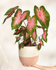 Eine Hand hält ein Caladium „Kathleen“ mit großen, herzförmigen grünen Blättern und leuchtend rosa Mitte, das in einem Topf vor einem schlichten hellen Hintergrund präsentiert wird.