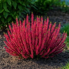 Calluna Scarlet Heather blooming