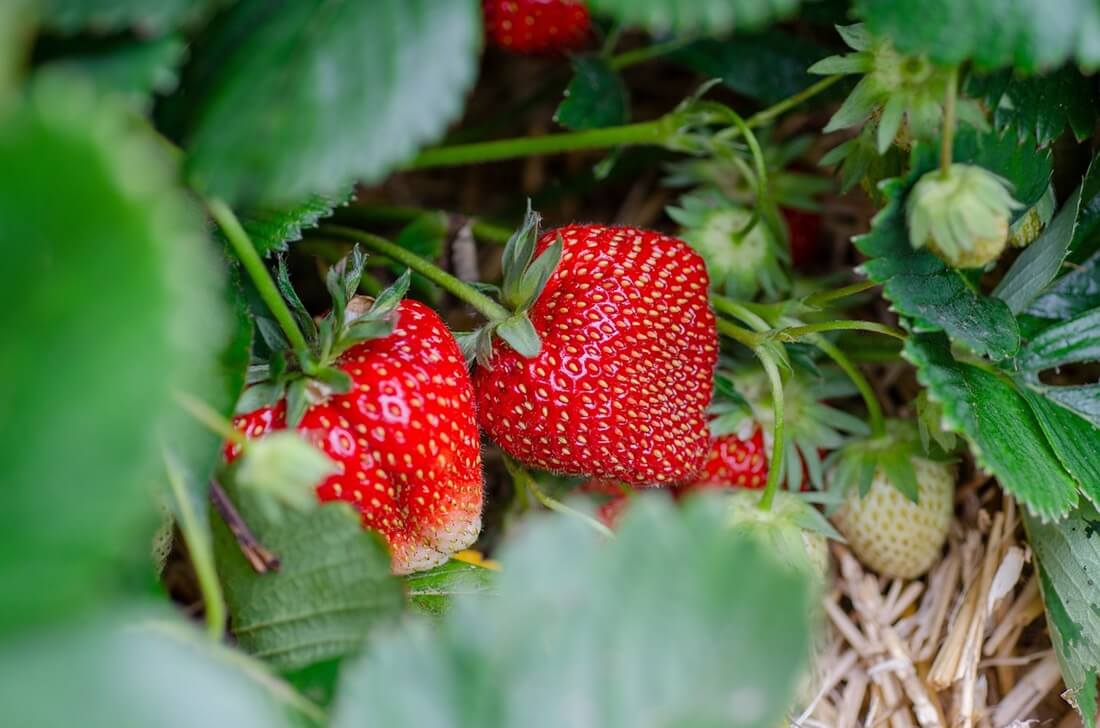 Camarosa Strawberry Plants