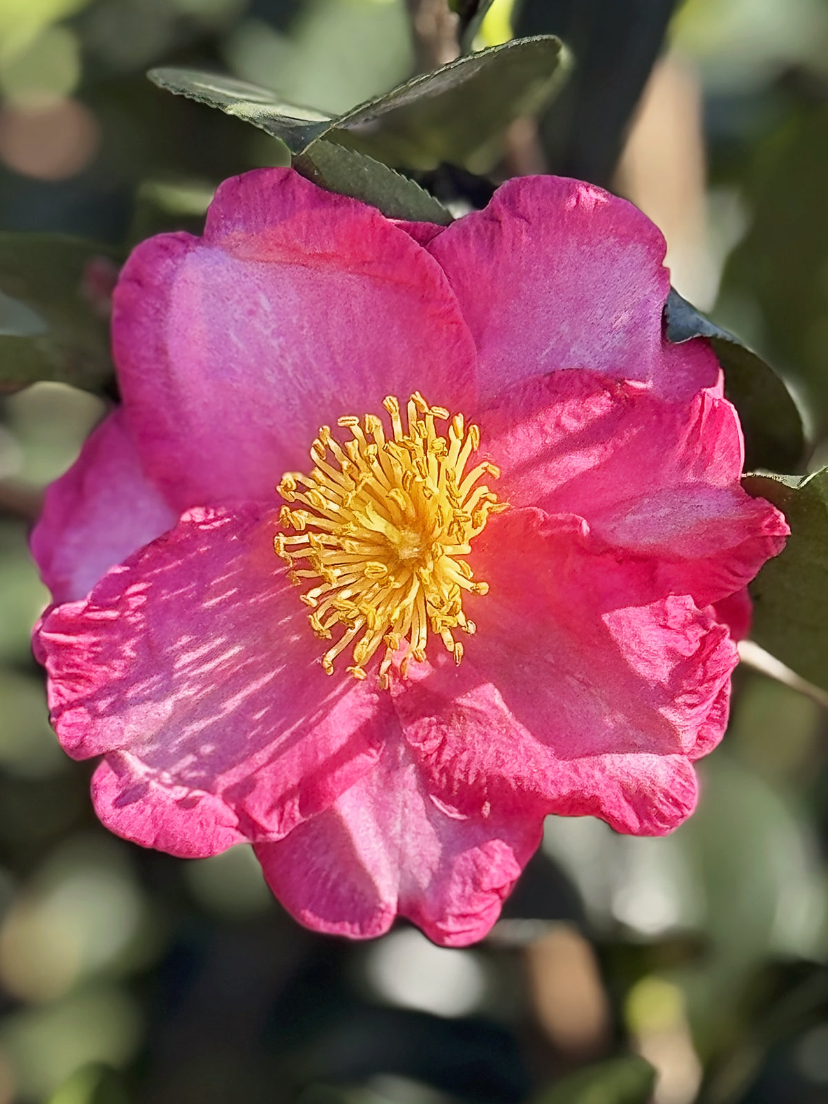 Camellia Sasanqua - Kanjiro