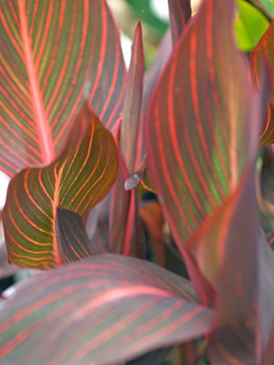 CANNA 'TROPICANNA' (DURBAN)