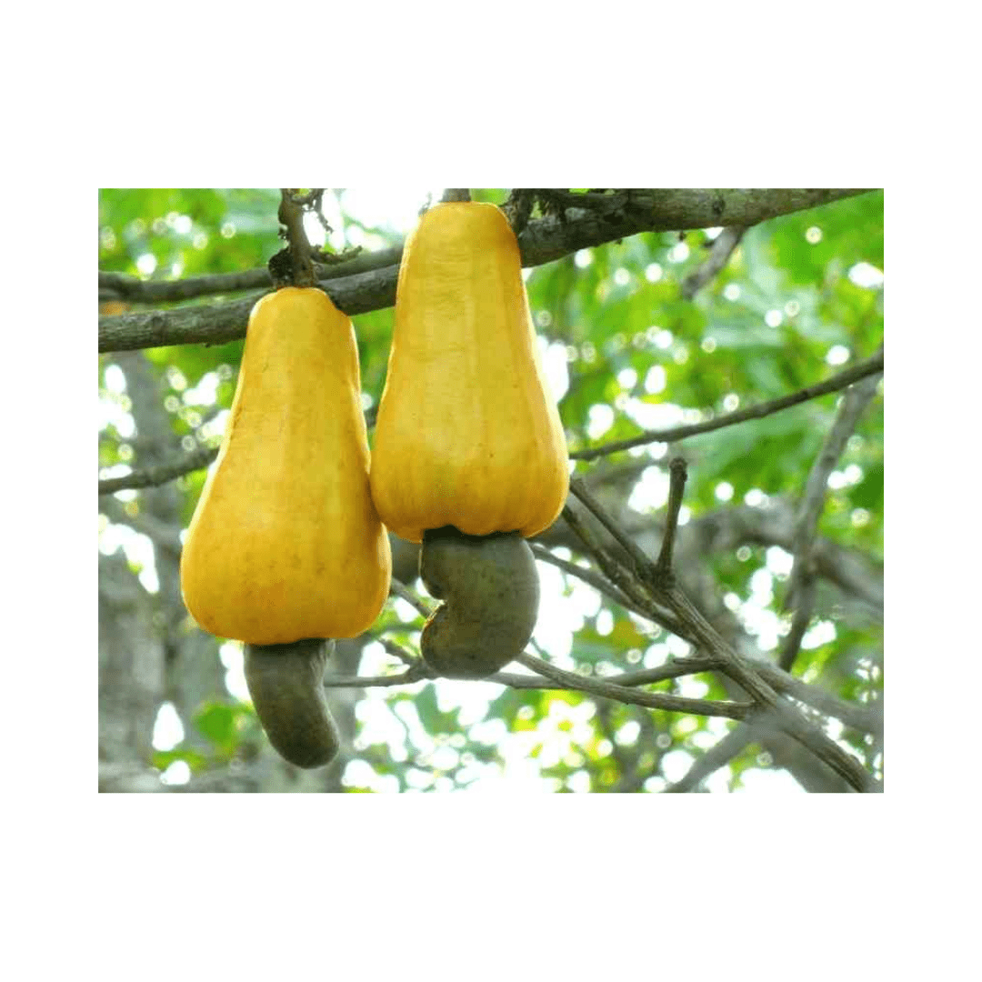 Cashew Tree, Yellow Fruit Fruit Trees 111-Lalo Melo