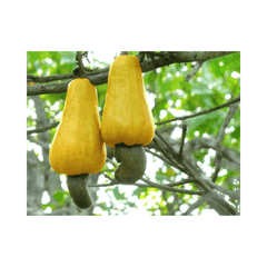 Cashew Tree, Yellow Fruit Fruit Trees 111-Lalo Melo