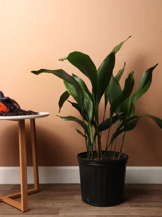 Cast Iron Plant (Aspidistra elatior)...Perfect for beginner plant parents! Chicago Delivery Only. 5-10 Days.