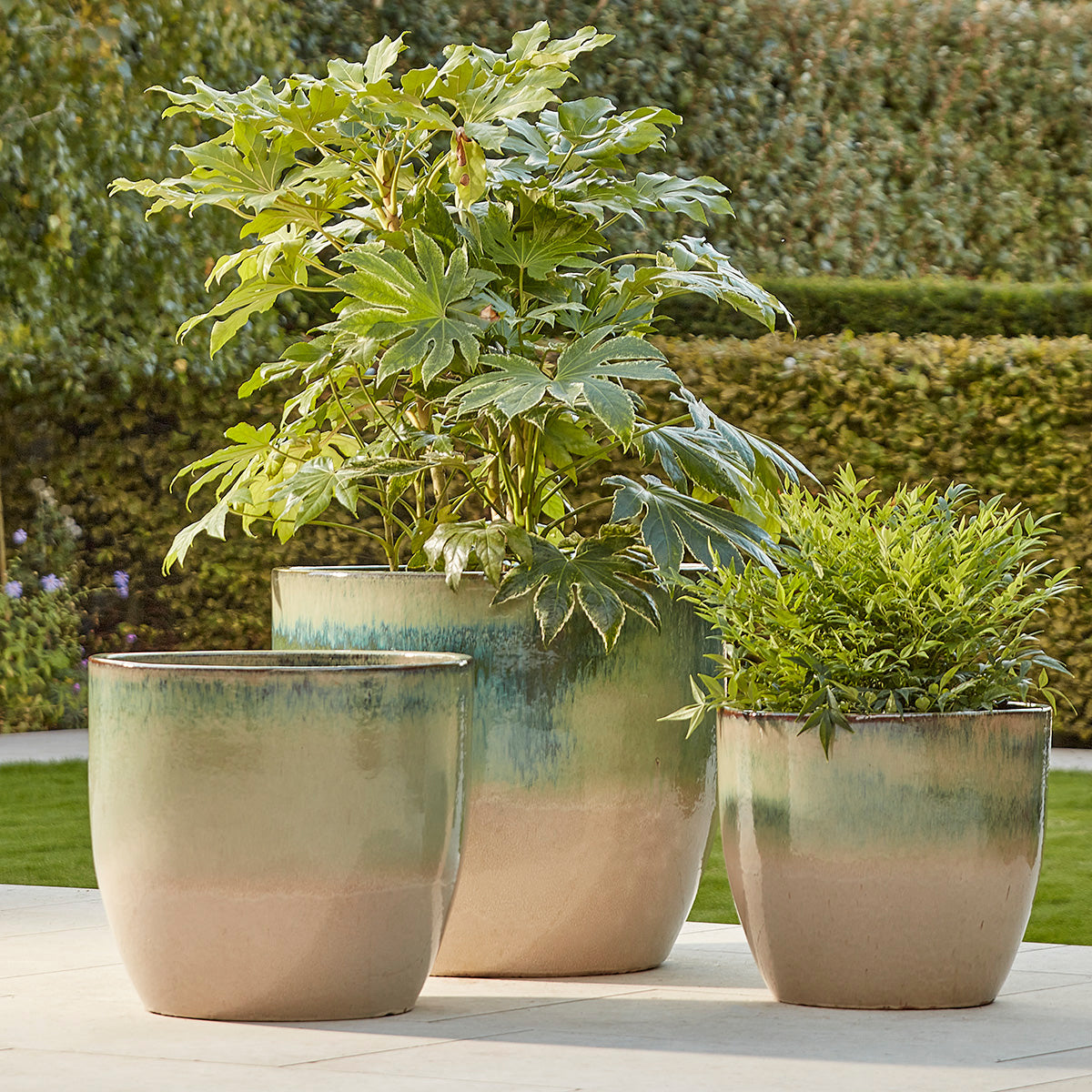 Three ceramic planters with green plants against a blurred garden background