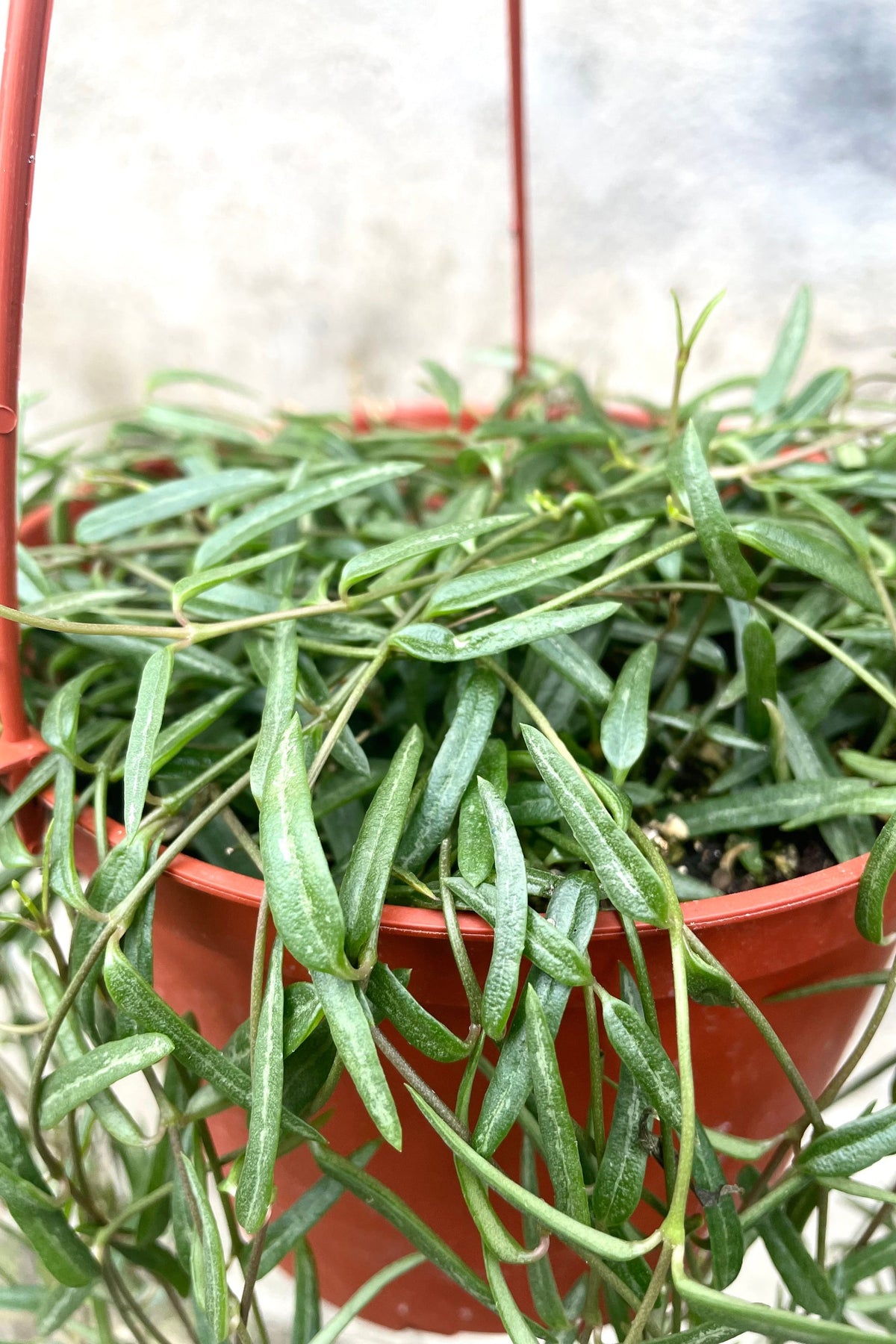 A detailed view of Ceropegia linearis "String of Needles" 6" in hanging grow pot against concrete backdrop  ©Sprout Home