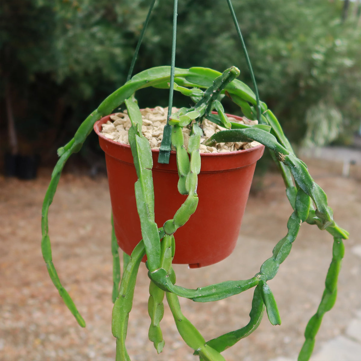 A green Chain Cactus 'Rhipsalis paradoxa' with long, thin stems trails from a red hanging pot outdoors, with blurred grass and trees.
