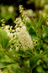 Clethra, Summersweet