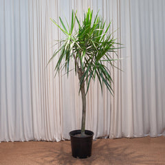 Character Dragon Tree: Dracaena marginata - 14 inch pot - 6 foot tall — indoor plant — indoor plant for sale by Promise Supply for delivery and pickup in Toronto.