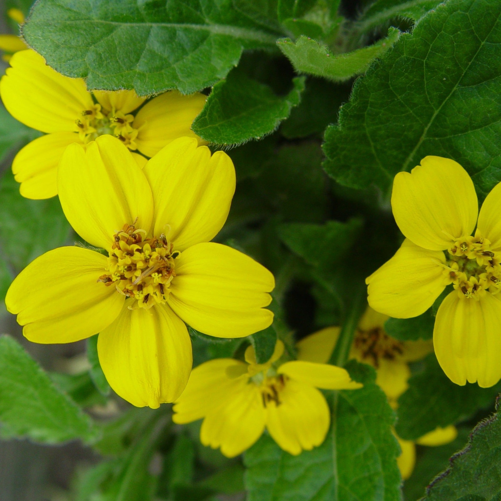Chrysogonum virginianum - Golden Knee