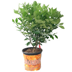 Calamondin Orange - Citrus × microcarpa (Calamansi)