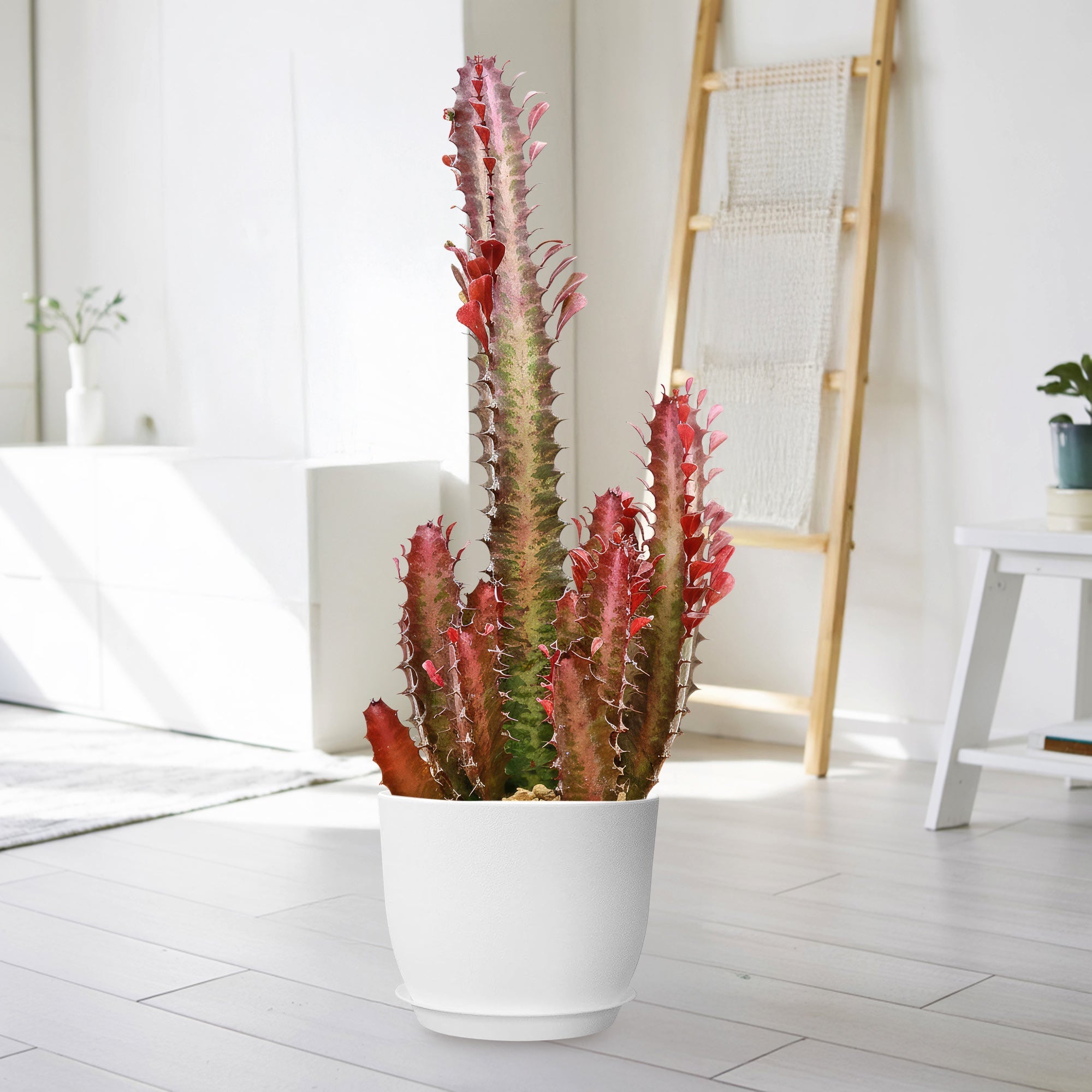 African Milk Tree Euphorbia trigona 'Rubra' in a white pot with tall, red-edged stems on a light floor in a minimalist living room.