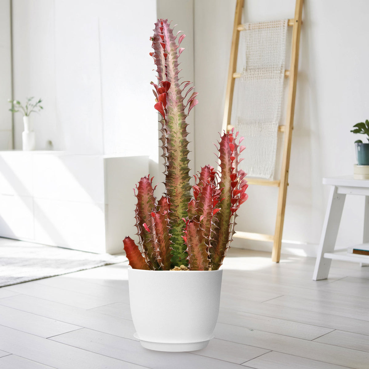 African Milk Tree Euphorbia trigona 'Rubra' in a white pot with tall, red-edged stems on a light floor in a minimalist living room.