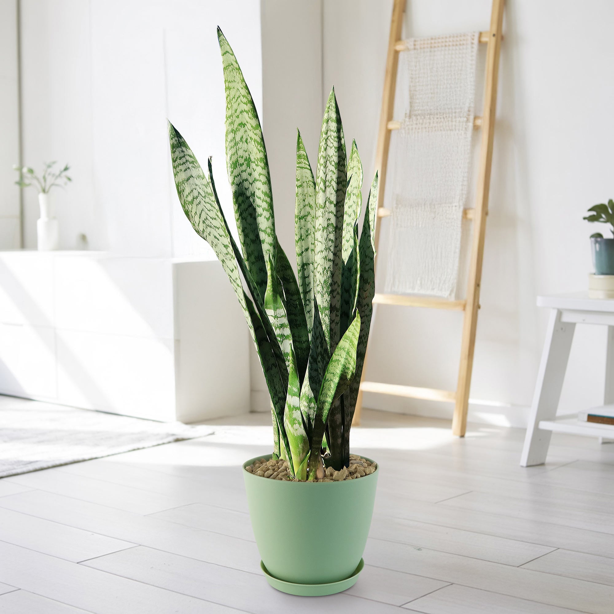 Sansevieria trifasciata (Mother in Law’s Tongue) snake plant with tall green leaves in a pot on a light floor in a bright, modern room.
