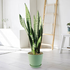 Sansevieria trifasciata (Mother in Law’s Tongue) snake plant with tall green leaves in a pot on a light floor in a bright, modern room.