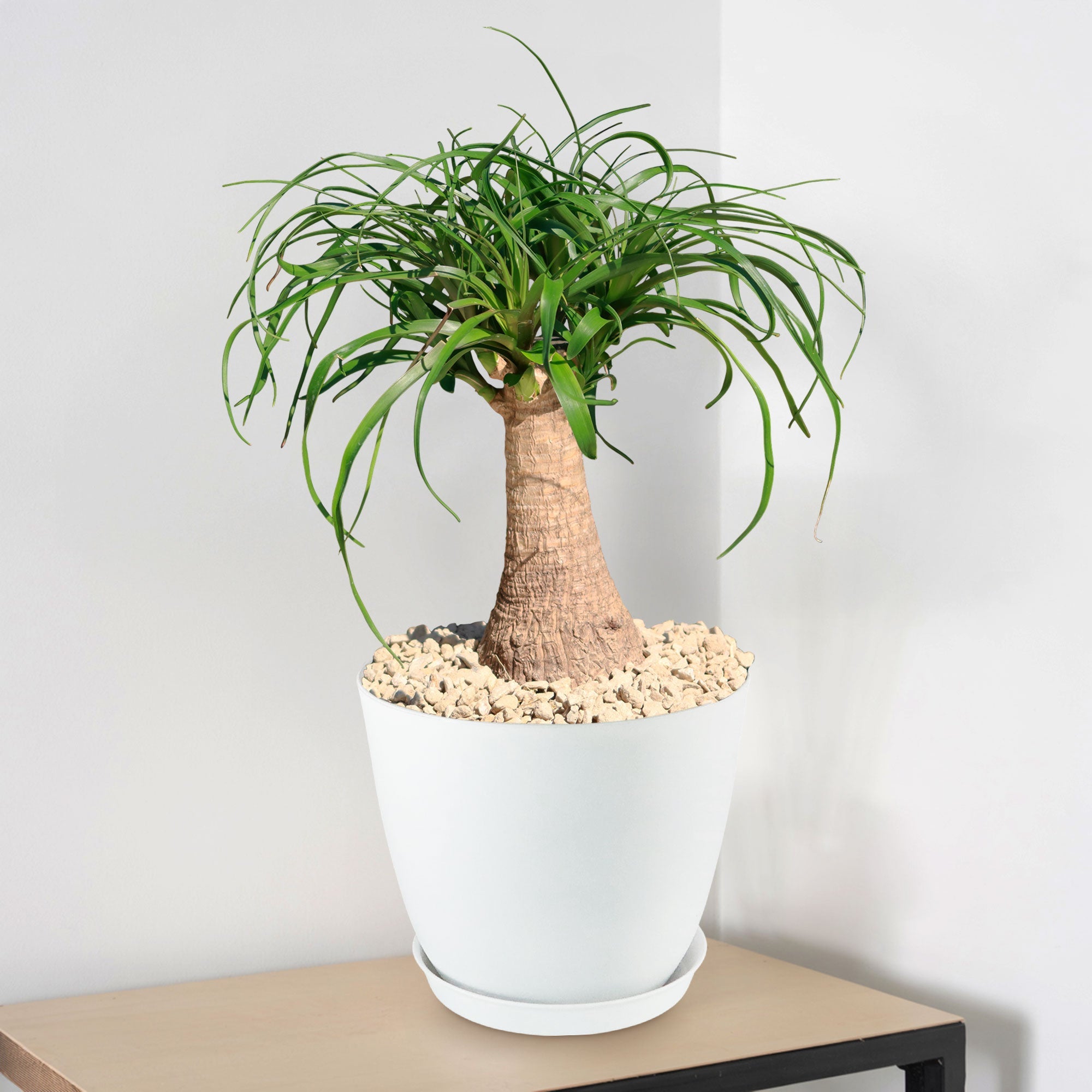 A Ponytail palm with a thick trunk and long, arching green leaves in a white pot with light stones, set on a beige surface.