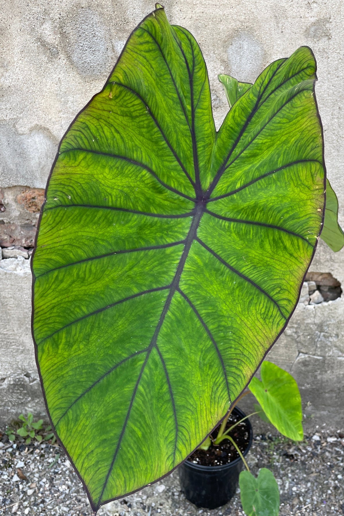 Huge green with burgundy veined leaf of the Colocasia 'Blue Hawaii' at Sprout Home.  ©Sprout Home