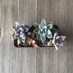 Colorful Mini Succulent Arrangement - Two in Two | Plant | Harddy