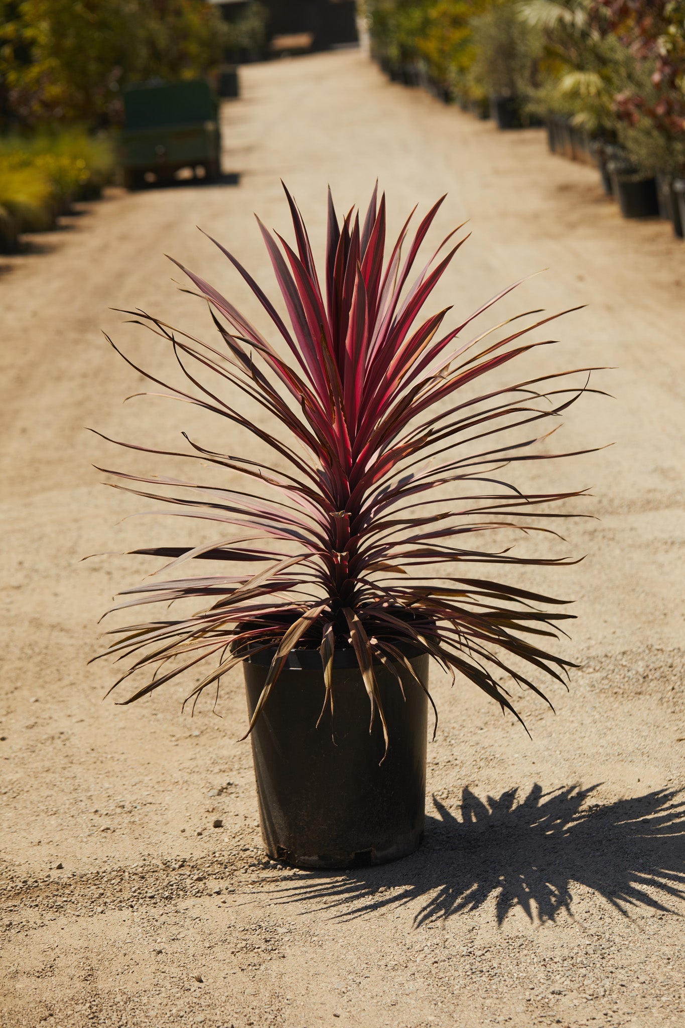 Cordyline 'Red Star' (Cordyline australis 'Red Star')