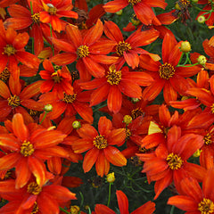 Coreopsis Crazy Cayenne