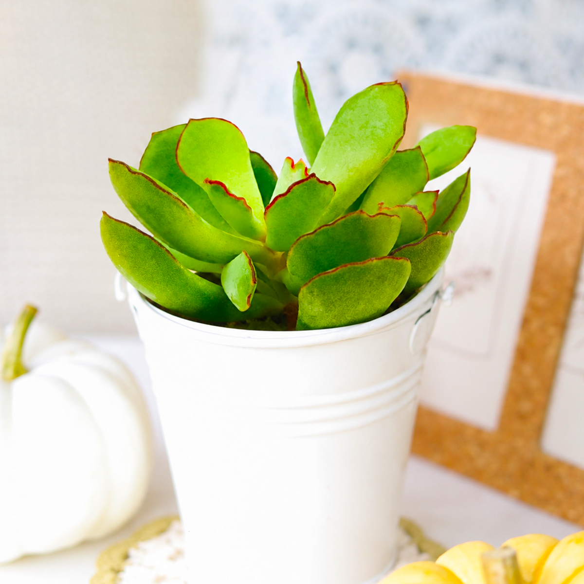 2 inch Cotyledon Papillaris Choco Line live plant for sale, ornamental succulent for indoor decor, drought tolerant succulent houseplant, collectible Cotyledon variety