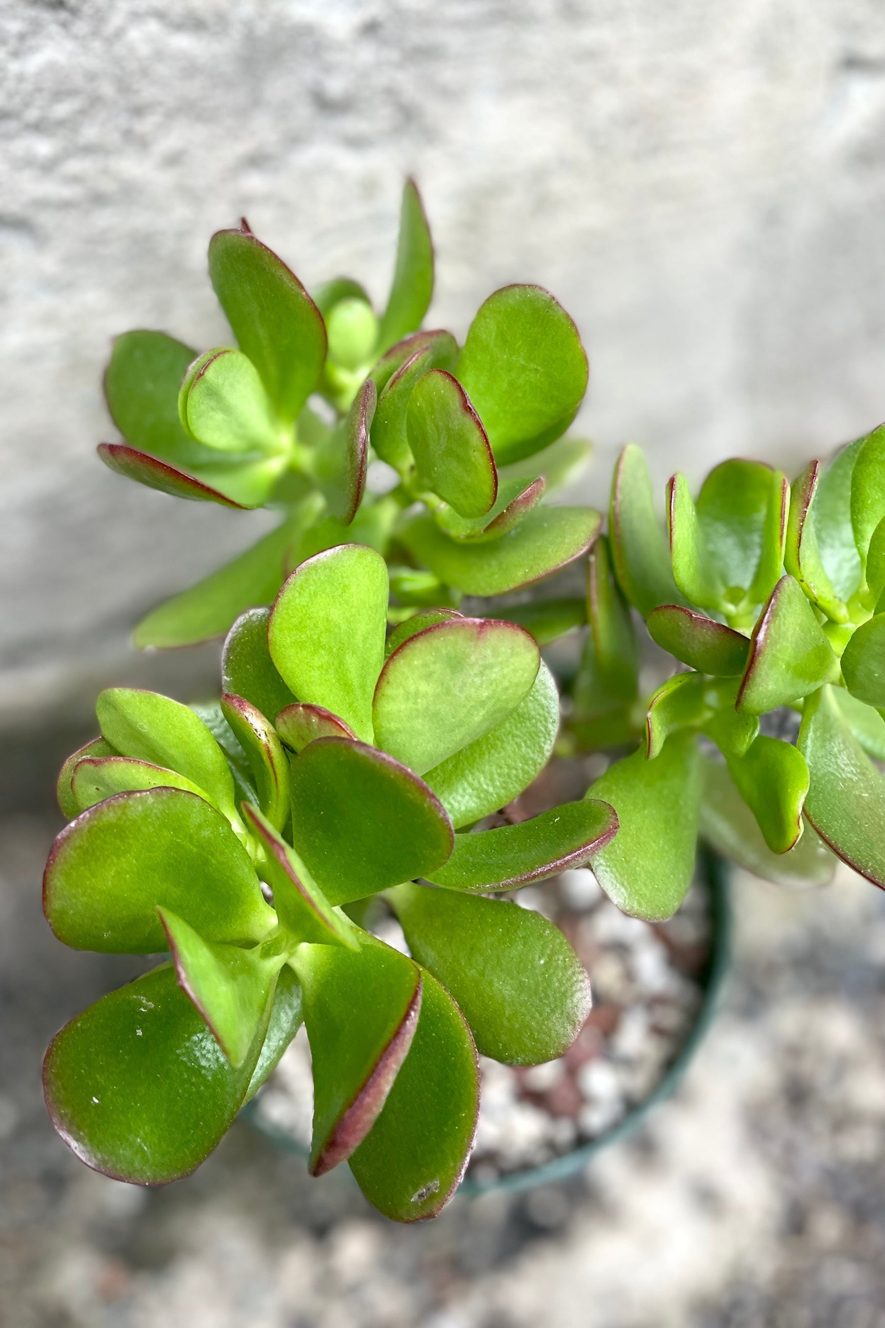 An overhead detailed view of Crassula ovata "Jade" 6" tree form against a concrete backdrop ©Sprout Home