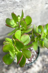 An overhead detailed view of Crassula ovata "Jade" 6" tree form against a concrete backdrop ©Sprout Home