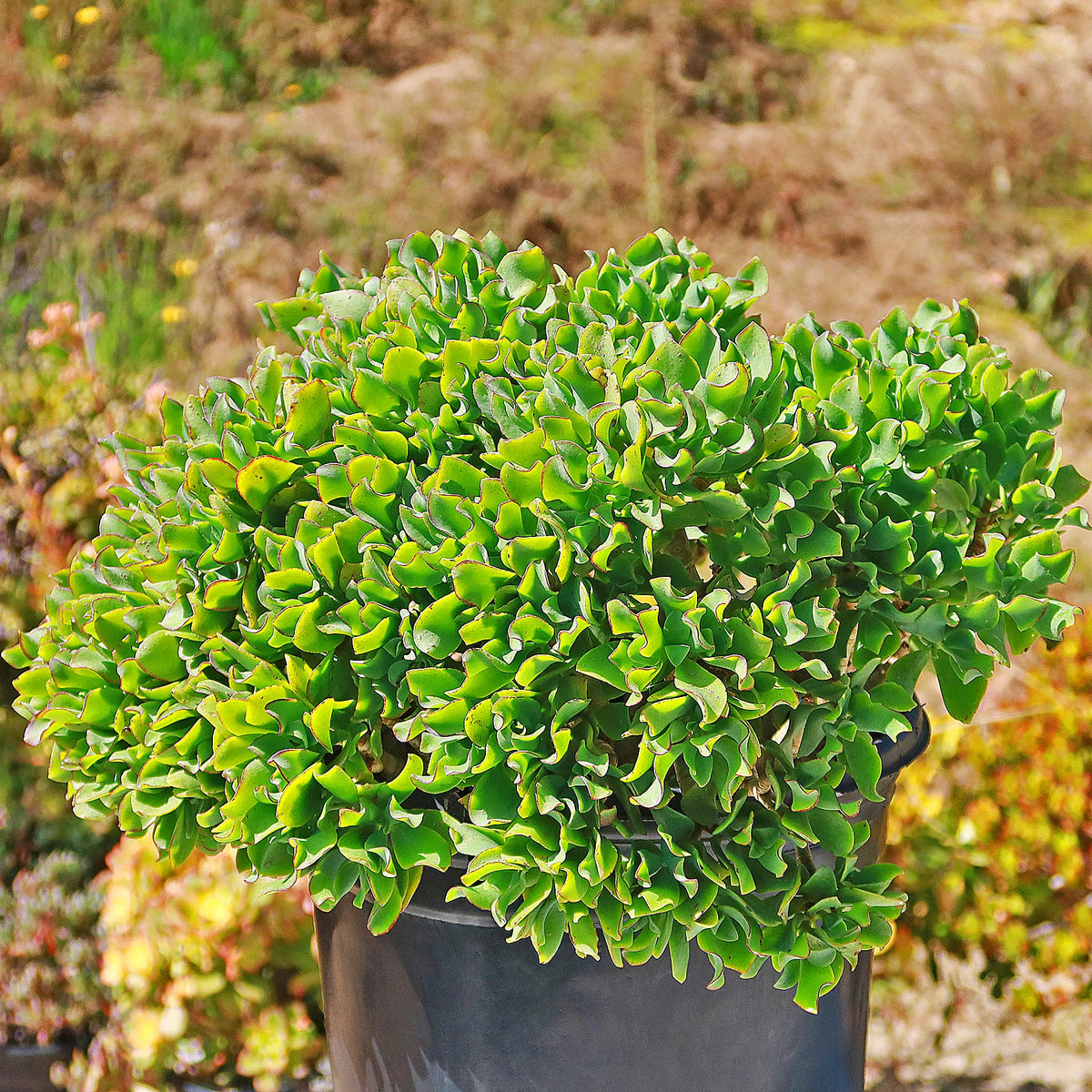 Ripple Jade (Crassula arborescens 'Undulatifolia') succulent with wavy green leaves in a dark gray pot outdoors, blurred background.
