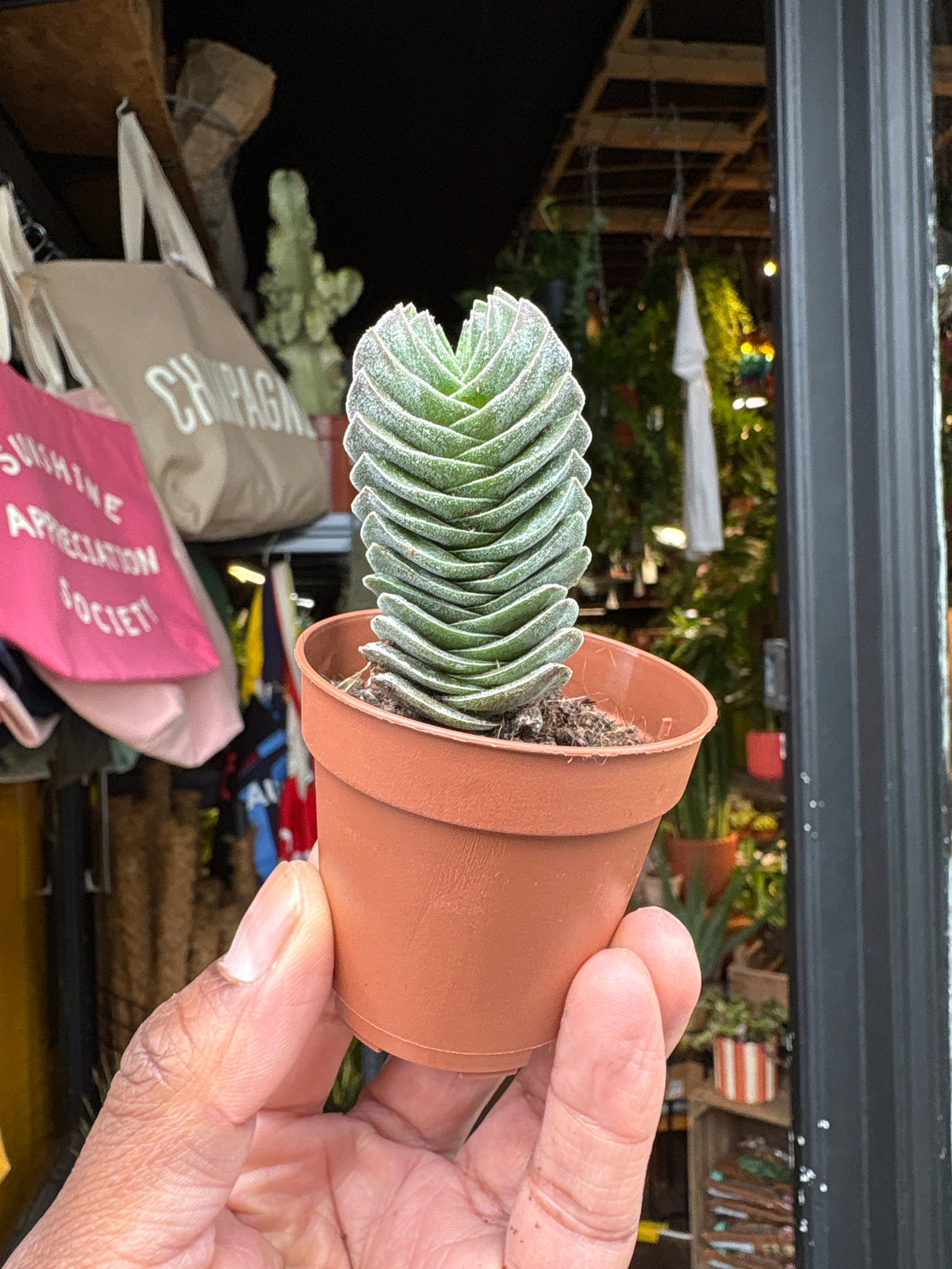 A Crassula Buddha’s Temple plant in front of Urban Tropicana’s plant shop in Chiswick, London
