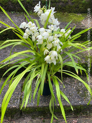 Cymbidium Hybride White Orchid, white flowering orchid, organically grown tropical plants for sale at TOMs FLOWer CLUB