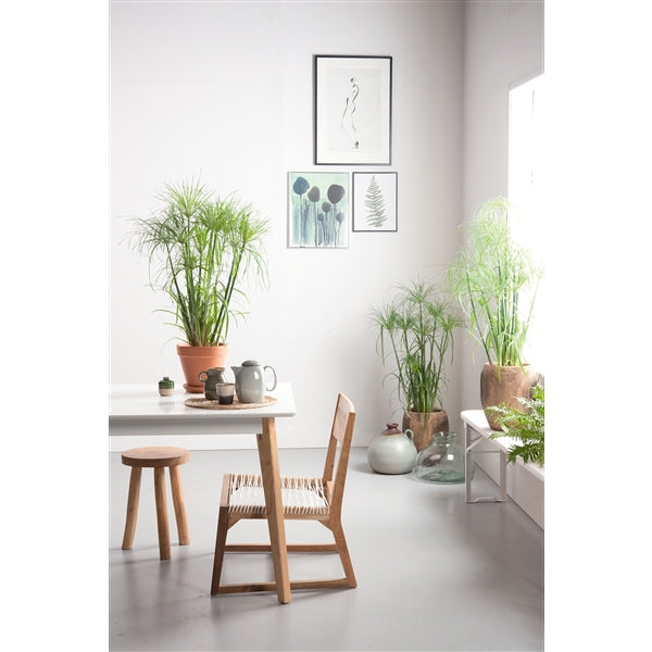 Cyperus - Zyperngras - Wasserpalme - Papyrusgras - Wasserpflanze - Sumpfpflanze