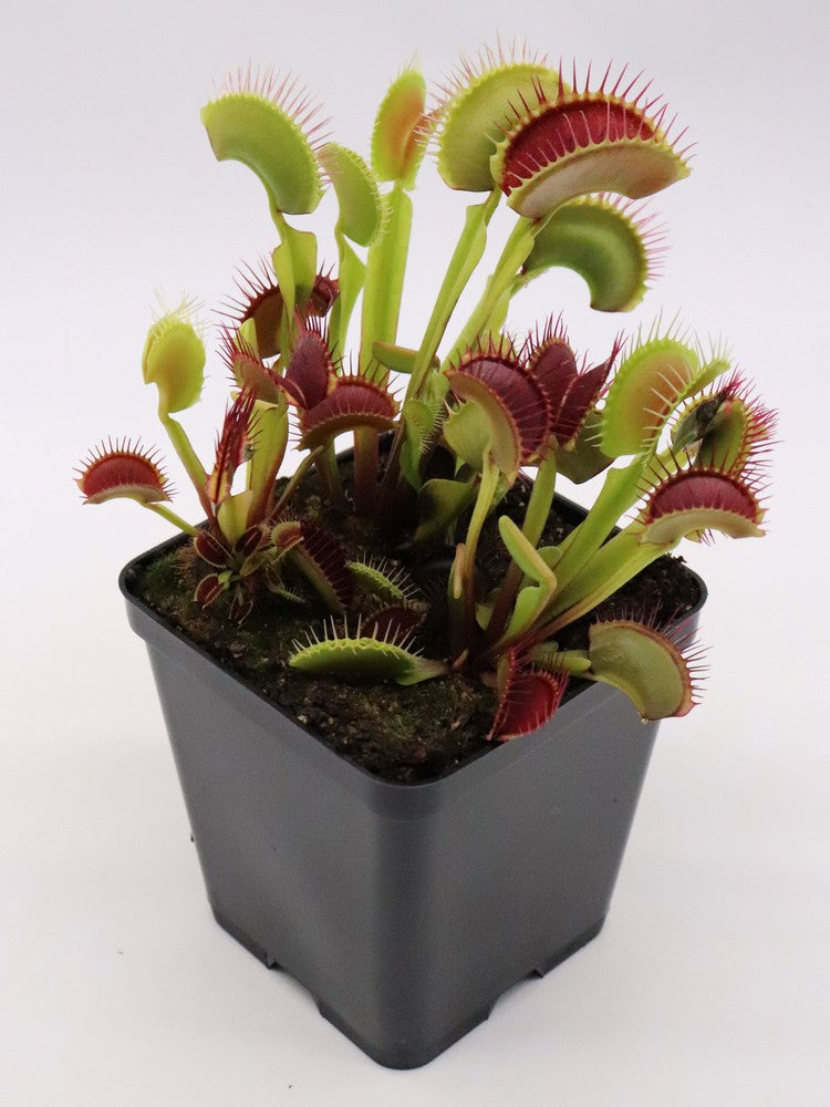 Dionaea muscipula Bimbo