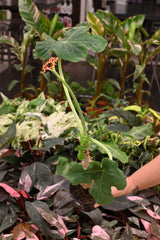 Jatropha podagrica