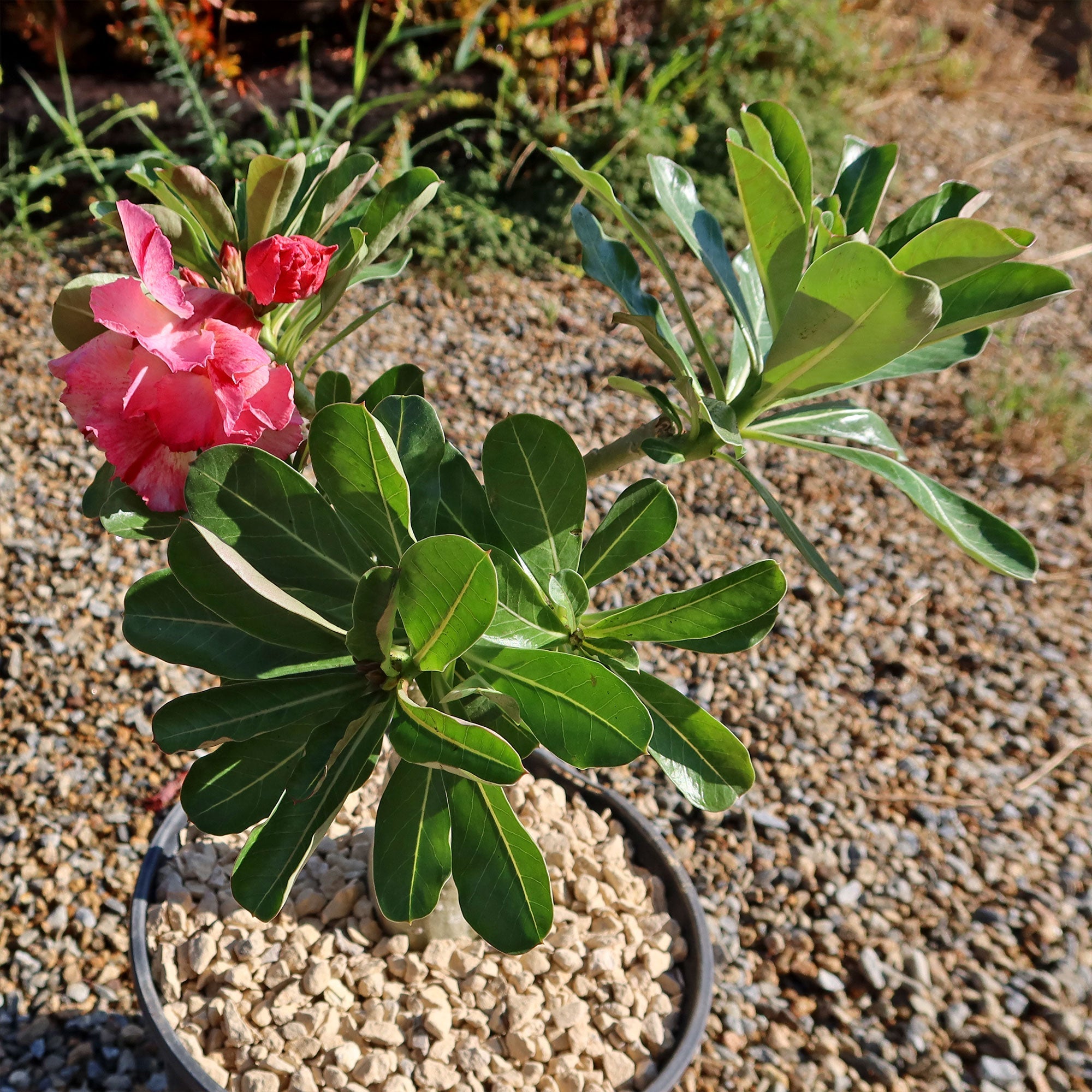 Potted adenium (desert rose) with a pink bloom and glossy green leaves on gravel