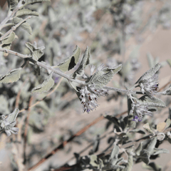 Desert Lavender (Hyptis emoryi) silvery aromatic shrub with lavender blooms — Phoenix, AZ