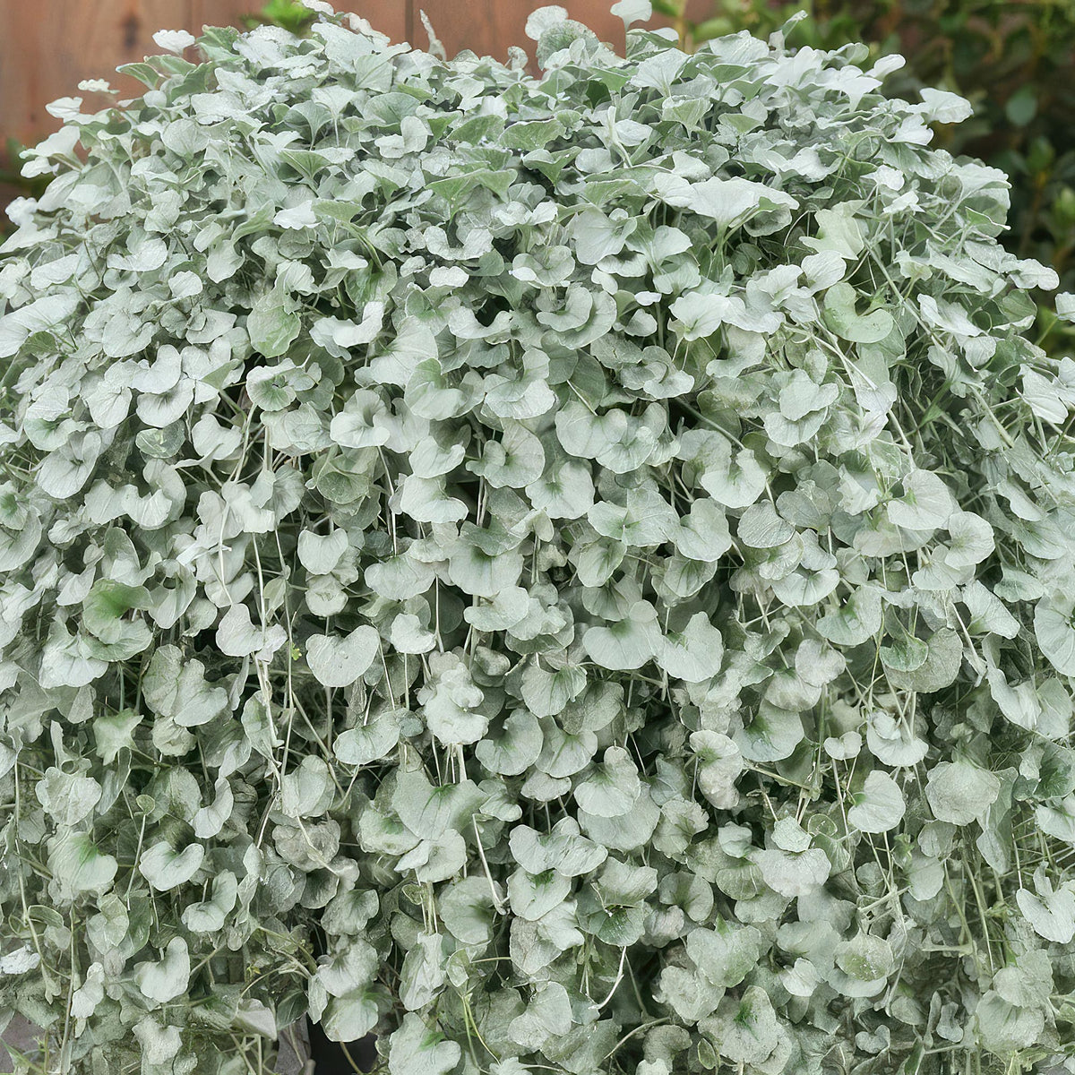 Dichondra ‘Silver Falls’ features trailing stems with round, silvery-green leaves, ideal for ground cover or hanging baskets.