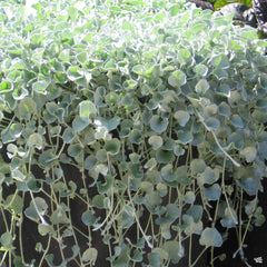 Dichondra 'Silver Falls'