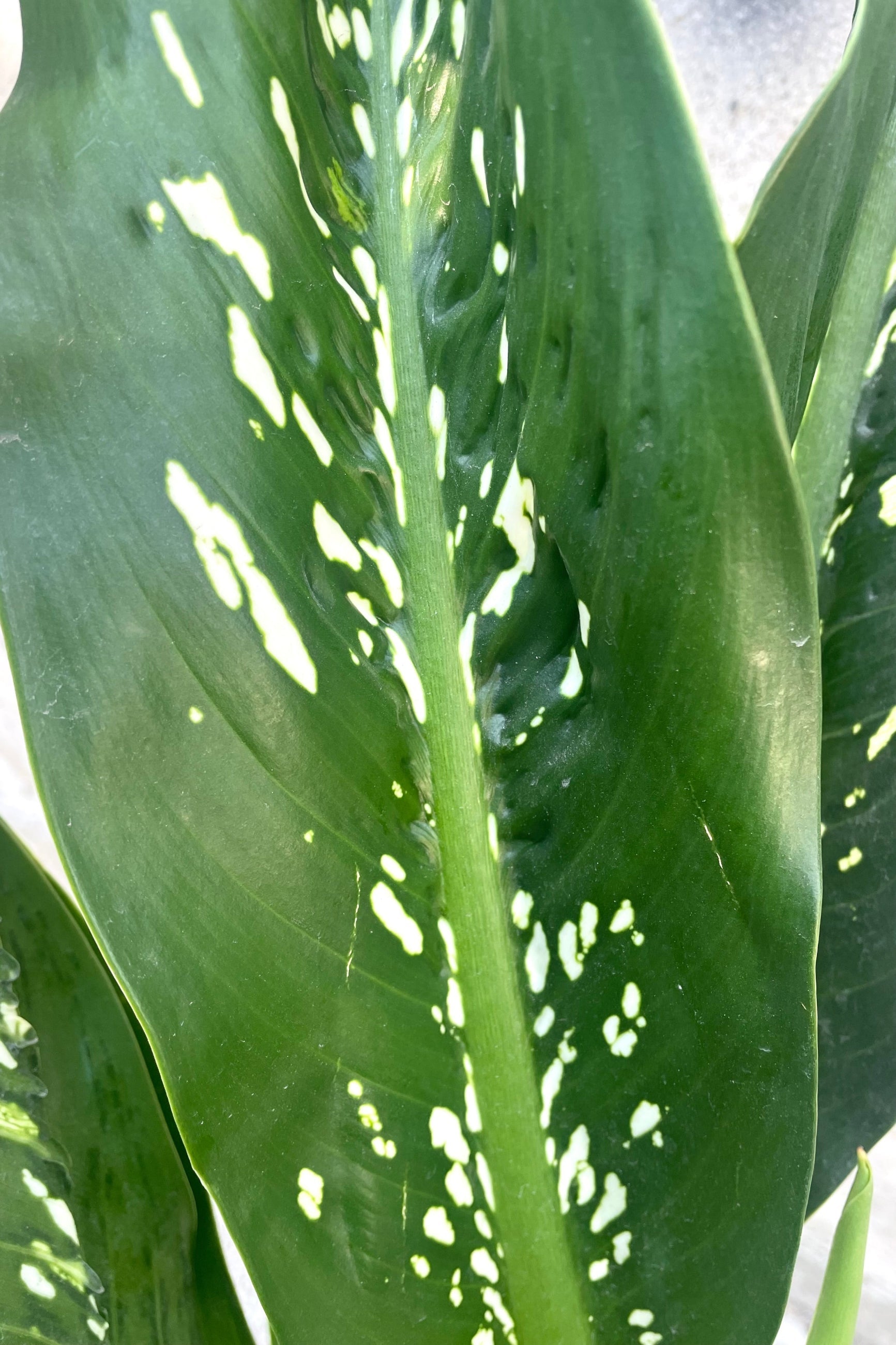 A detailed view of Dieffenbachia 'Crocodile' 12" against concrete backdrop ©Sprout Home